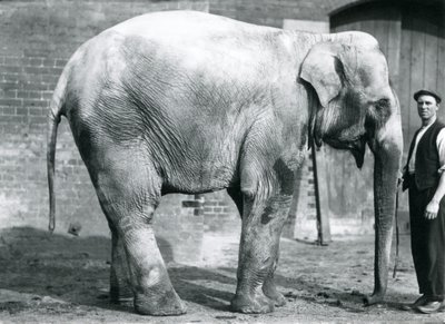 A female Indian Elephant 
